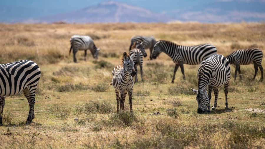 3 DAYS, 2 NIGHTS SAFARI FROM ZANZIBAR TO MIKUMI BY FERRY. - Day two: a full game drive in Mikumi National Park