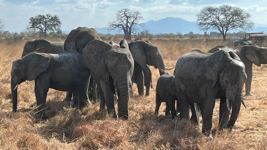 3 DAYS, 2 NIGHTS SAFARI FROM ZANZIBAR TO MIKUMI BY FERRY. - How the $730 price holds up
