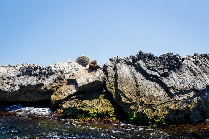 Adventure Rottnest Tour with Ferry & Adventure Cruise - Wildlife sightings and what you may actually see