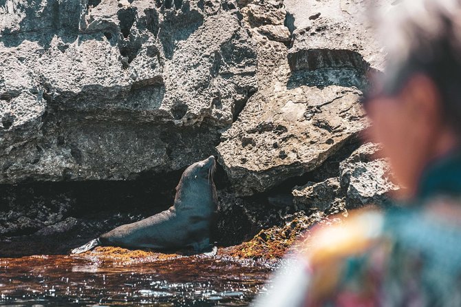 Adventure Rottnest Tour with Ferry & Adventure Cruise - From Perth to Fremantle on the Swan River