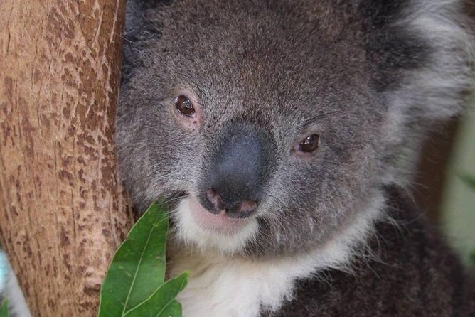All Inclusive Blue Mountain,Scenic World,Lunch,Koalas,ferry - Koalas and kangaroos at Featherdale or Sydney Zoo