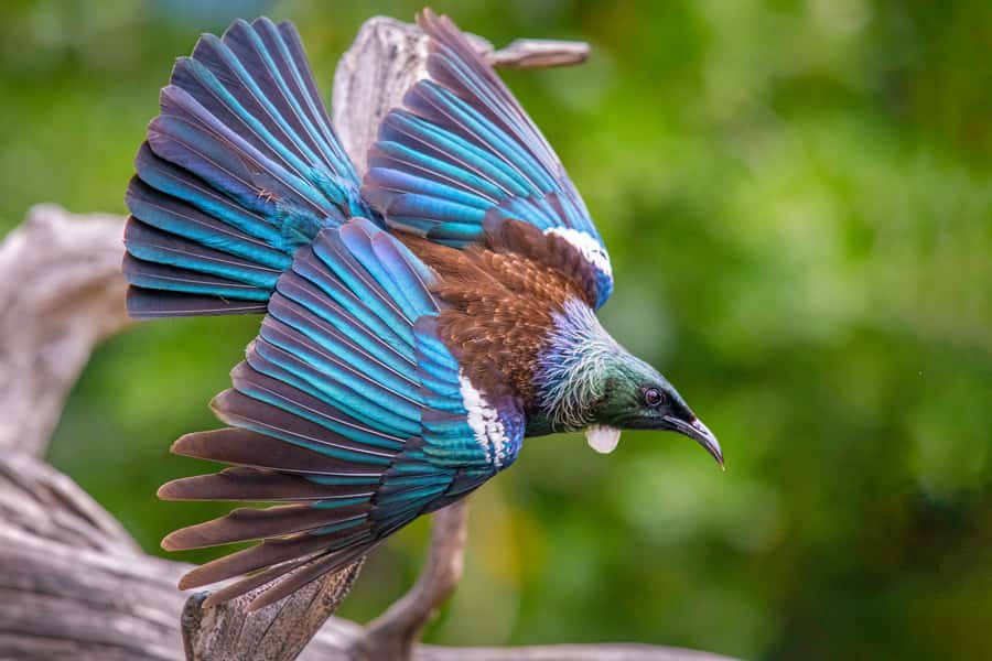 Auckland: Tiritiri Matangi Island Ferry - Key points to know before you book