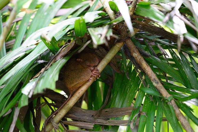 Bohol Chocolate Hills & Tarsiers with roundtrip ferry from Cebu - How tiring is a 14-hour day?
