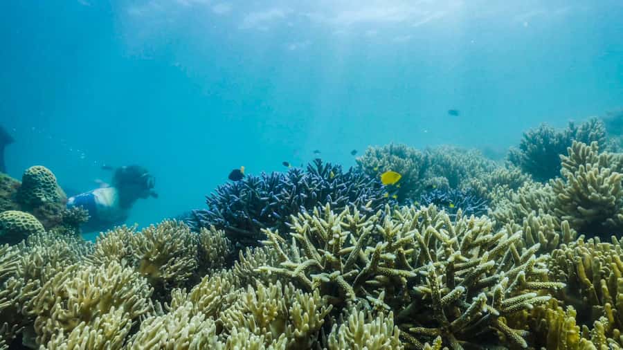 Cairns: Fitzroy Island Ferry with Optional Lunch & Activity - Glass-bottom boats and paid extras