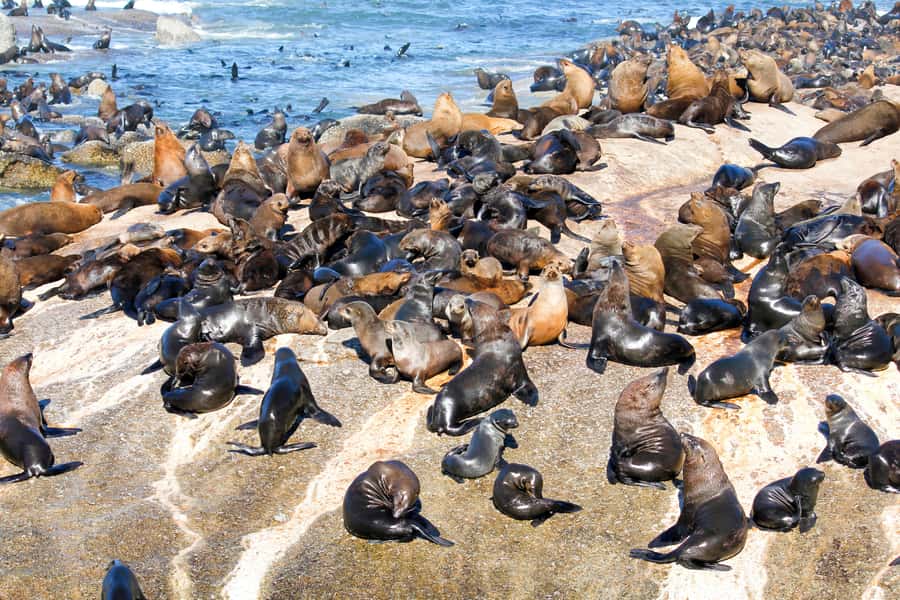 Cape Town: Robben Island Ferry Ticket and Townships Tour - Why this Cape Town day feels different