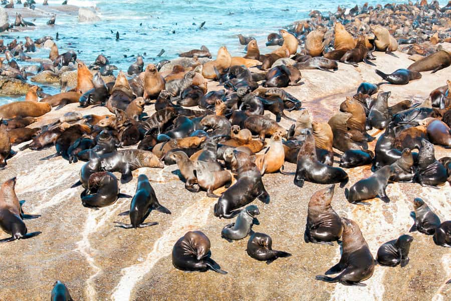 Cape Town: Robben Island Ferry Tour with 1-Way Hotel Pickup - Is $71 a fair price?