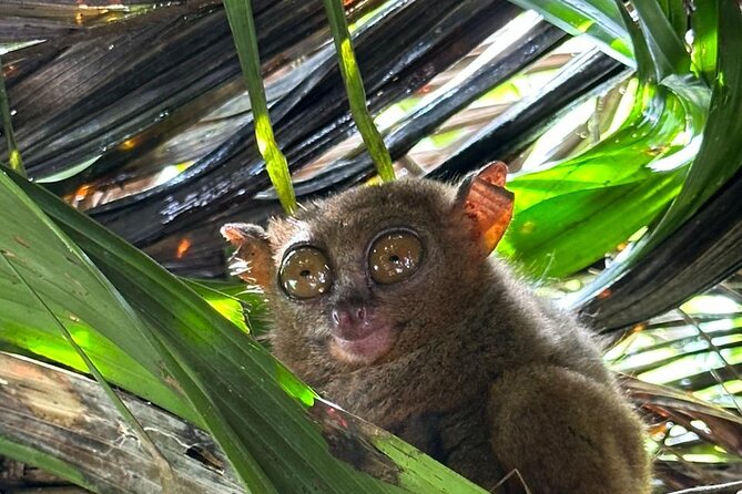 Cebu-Bohol Day Tour + Ferry Tickets - Key Points to Know Before Booking