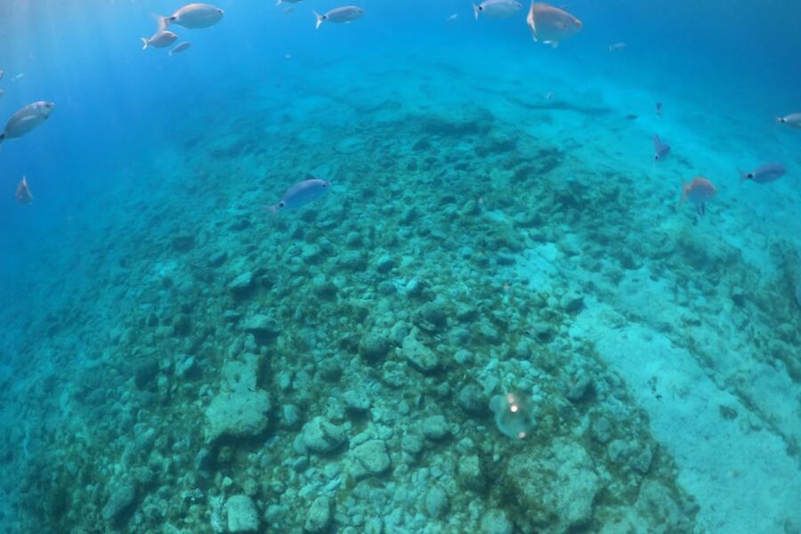 Corralejo: Snorkeling on Lobos Island & Return Ferry Ticket - The El Puertito mini cruise