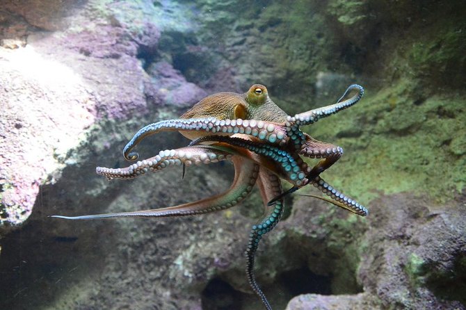 Crystal Caves, Aquarium, City of Hamilton and Ferry - Hamilton gives the day a welcome change of pace