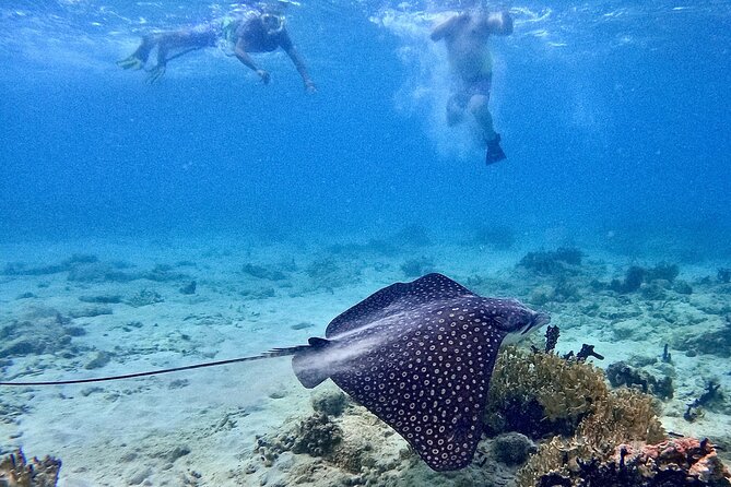 Culebra Swim with Turtles Adventure and Flamenco Beach by Ferry - Is $130 a fair price?