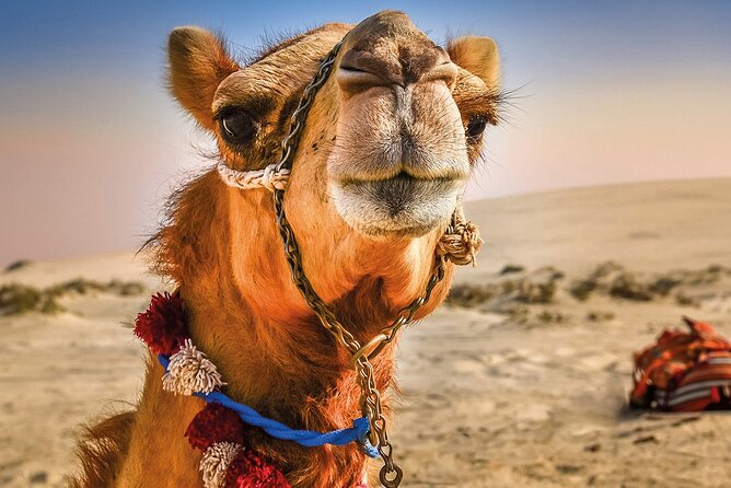Cultural excursion for one day to Tangier with ferry included - Key points before you book