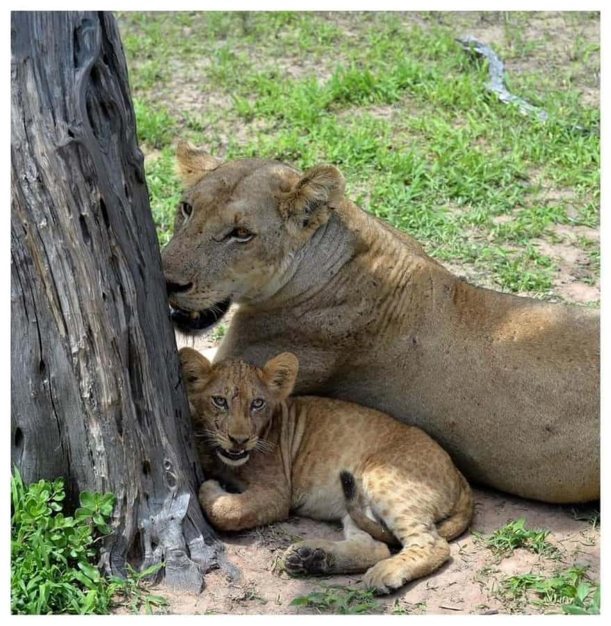Day Trip Safari from zanzibar to mikumi using ferry and SGR - Why this Zanzibar to Mikumi route is worth considering