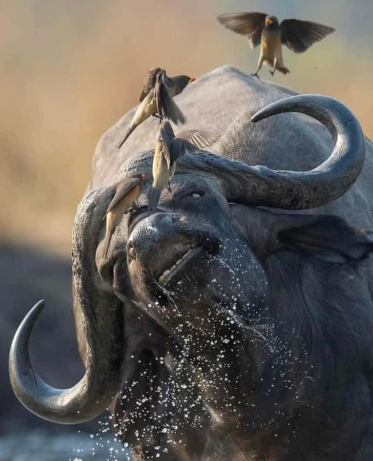 Day Trip Safari from zanzibar to mikumi using ferry and SGR - The Maasai boma adds a human story