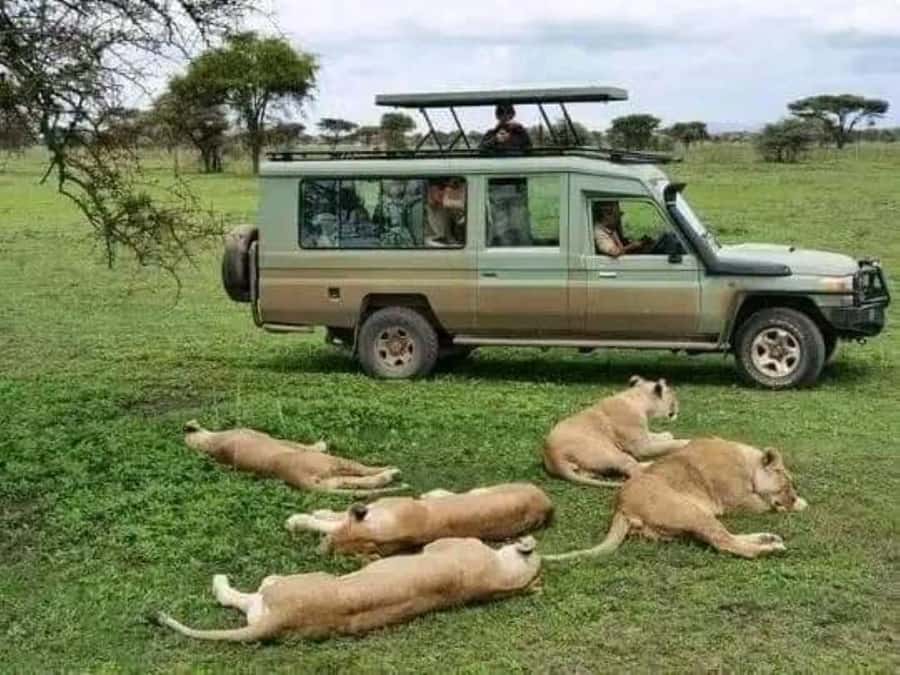 Day Trip Safari from zanzibar to mikumi using ferry and SGR - Day two: the main Mikumi game drive
