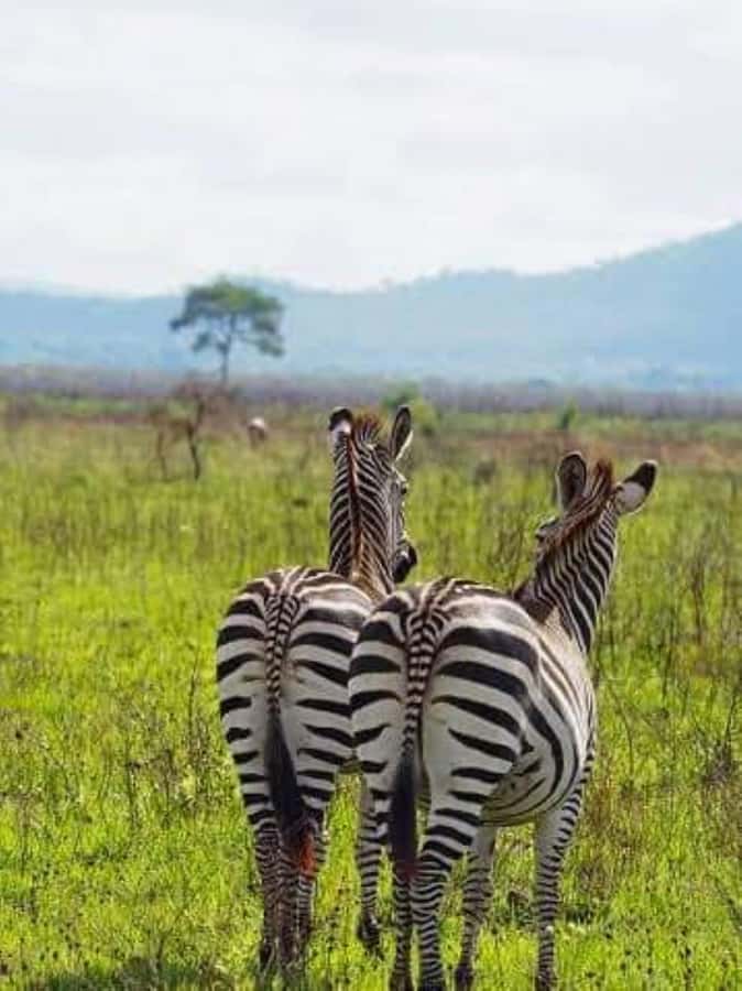 Day Trip Safari from zanzibar to mikumi using ferry and SGR - What the wildlife day may feel like
