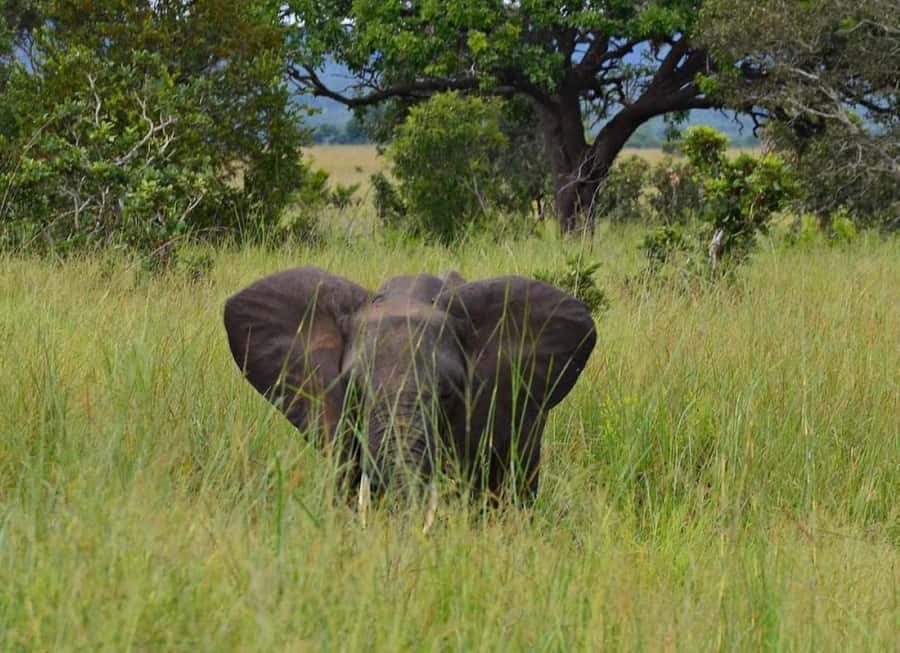 Day Trip Safari from zanzibar to mikumi using ferry and SGR - Day three: a long return to Dar es Salaam