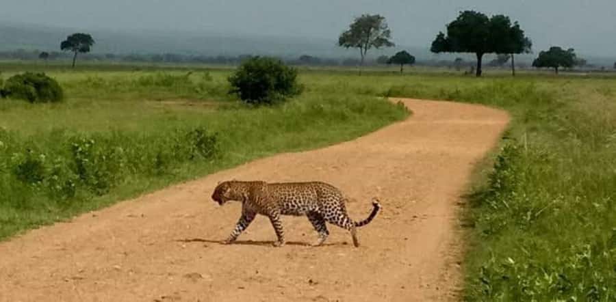 Day Trip Safari from zanzibar to mikumi using ferry and SGR - Who will enjoy this safari most