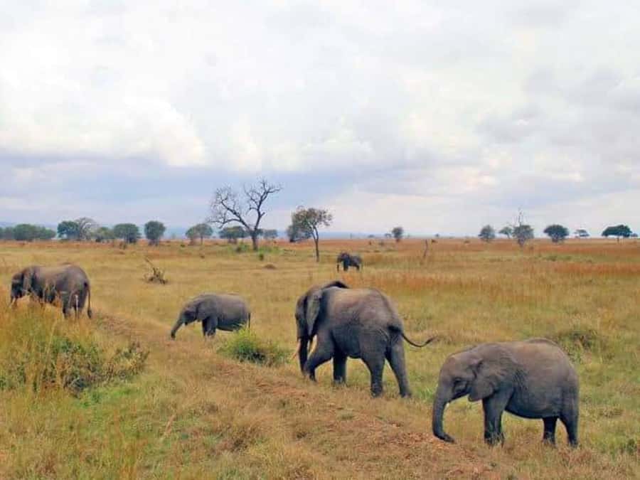 Day Trip Safari from zanzibar to mikumi using ferry and SGR - Practical booking advice for the three-day schedule