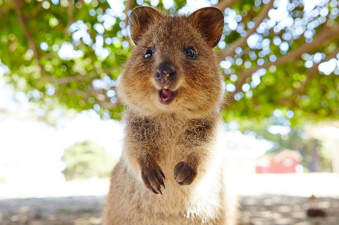 Discover Rottnest with Ferry & Bus Tour - Why this Rottnest day trip works