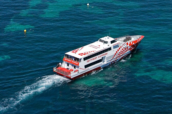 Discover Rottnest with Ferry & Bus Tour - Quokkas near Thompson Bay