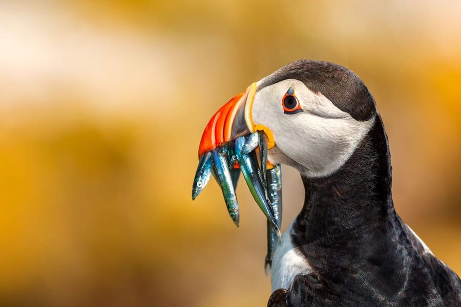 Dublin: Ferry from Howth to Ireland's Eye island - Free time among puffins and cormorants