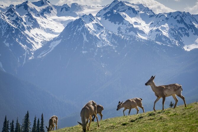 Explore Olympic National Park from Seattle through Van /Ferry - The Olympic Game Farm and its animal encounters