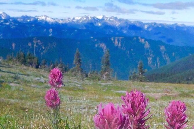 Explore Olympic National Park from Seattle through Van /Ferry - Hurricane Ridge and the high-country views