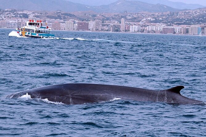 Ferry Benalmádena <> Fuengirola - Watching for dolphins near the boat