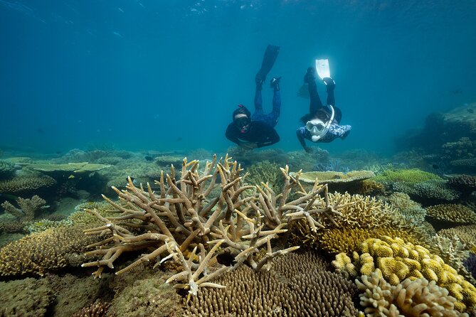 Fitzroy Island Day Trip 11am to 5pm Ferry INC Snorkel Equipment - Key points to know before you go