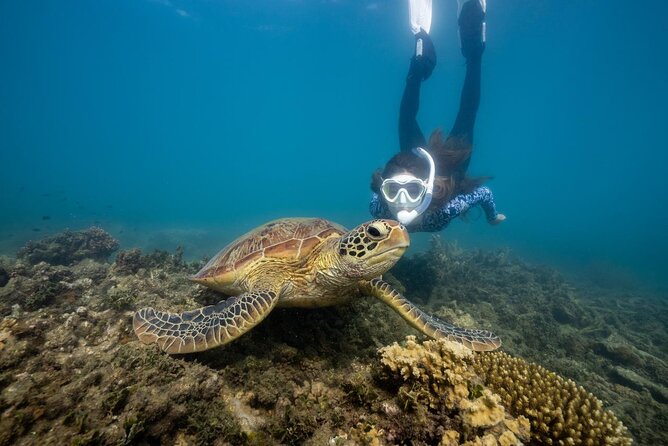 Fitzroy Island Day Trip 11am to 5pm Ferry INC Snorkel Equipment - Fitzroy Island from Cairns: an easy tropical escape