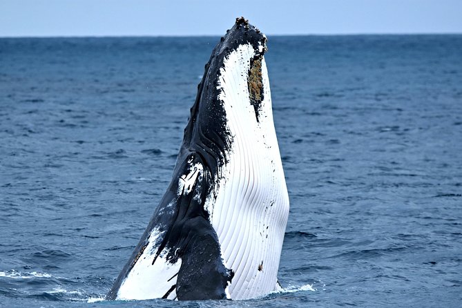 Fremantle to Rottnest Island Roundtrip Ferry Ticket - What the service gets right, and where it falls short