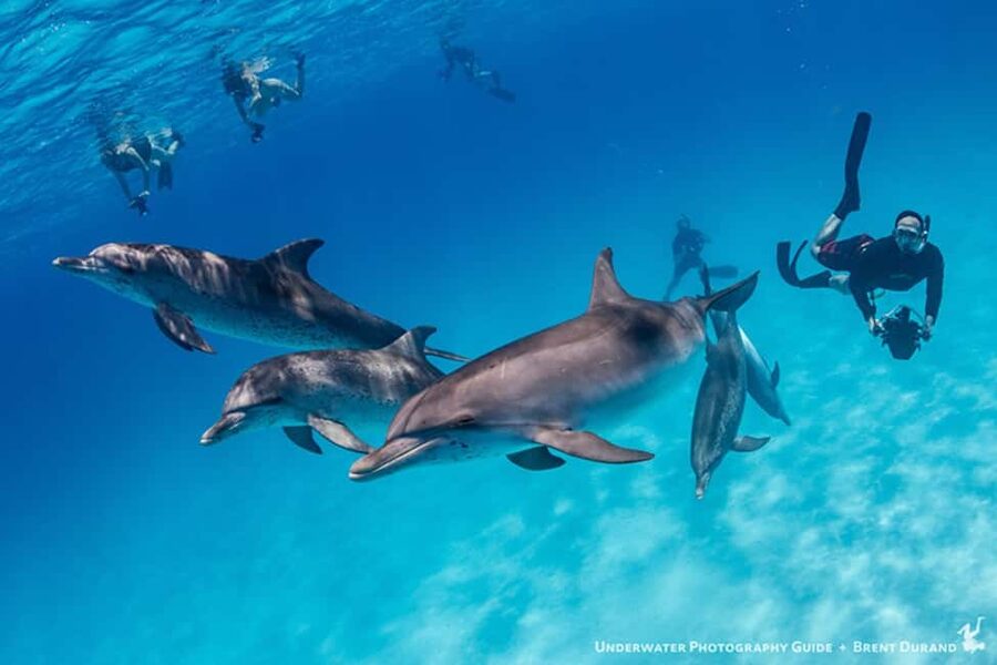 From Fort Lauderdale: Bimini Island Day Trip by Ferry - How the $289 price holds up