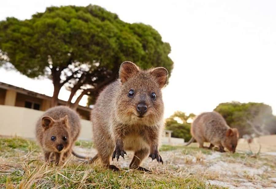 From Fremantle: Rottnest Island Ferry and Bike Day Tour - Collecting your bike at Thomson Bay