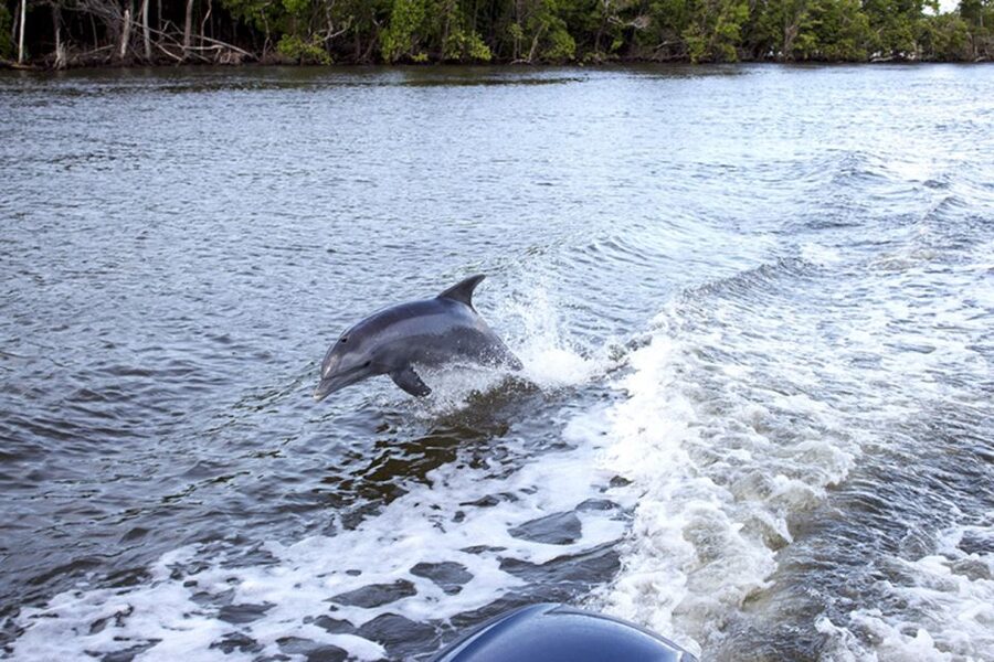From Panama City, FL: Shell Island Ferry - Key Points Before You Book
