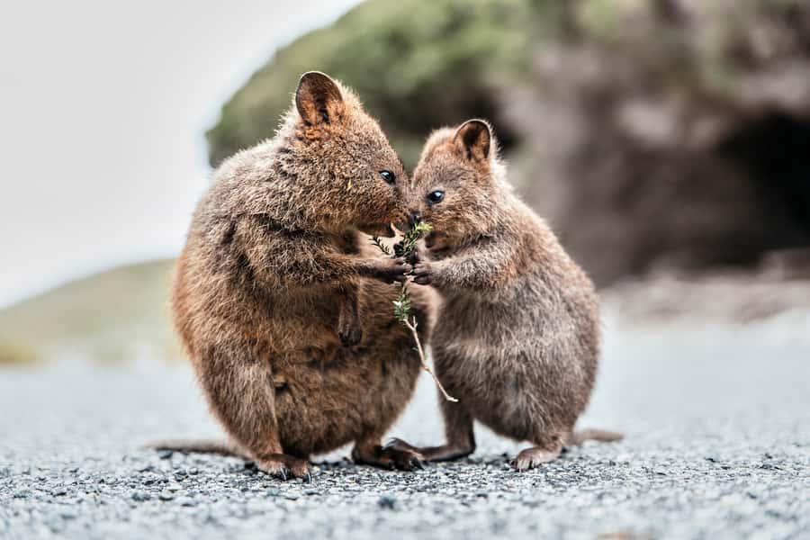 From Perth or Fremantle: Rottnest Island Ferry and Bus Tour - Key points to know before you book
