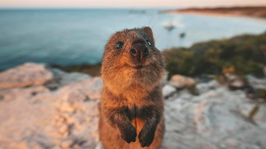 From Perth: Rottnest Island Ferry & Bus Day Tour - Wadjemup Lighthouse and the island’s past