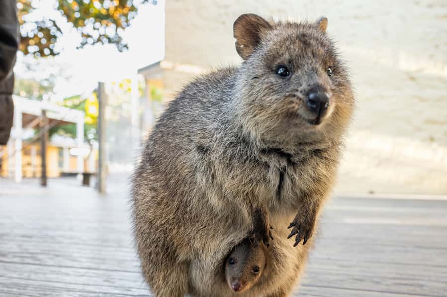 From Perth: Rottnest Island Full-Day Bike and Ferry Trip - Wadjemup Lighthouse and the West End