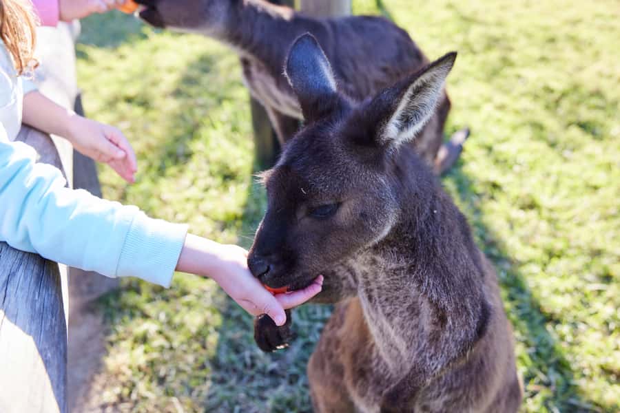 From Sydney: Blue Mountains, Scenic World, Zoo, & Ferry Ride - The guides make a real difference