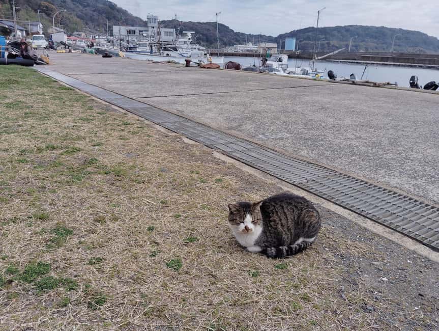 Fukuoka: Cat Island, Ainoshima Guided Tour with Ferry Ride - What makes this Ainoshima trip worth considering