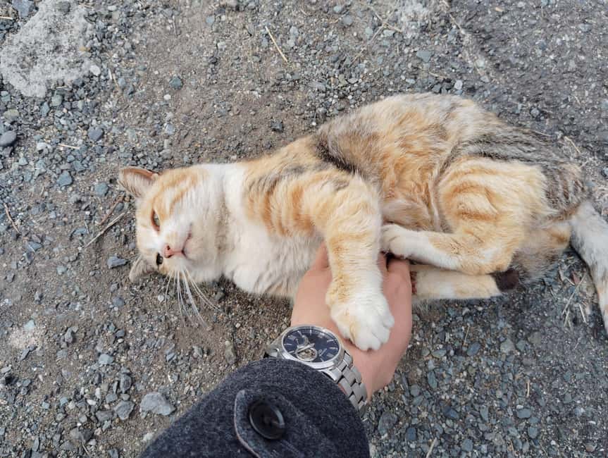 Fukuoka: Cat Island, Ainoshima Guided Tour with Ferry Ride - Starting at Nishitetsu Shingu Station