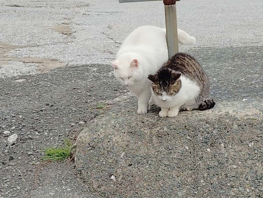 Fukuoka: Cat Island, Ainoshima Guided Tour with Ferry Ride - Walking through a remote port town