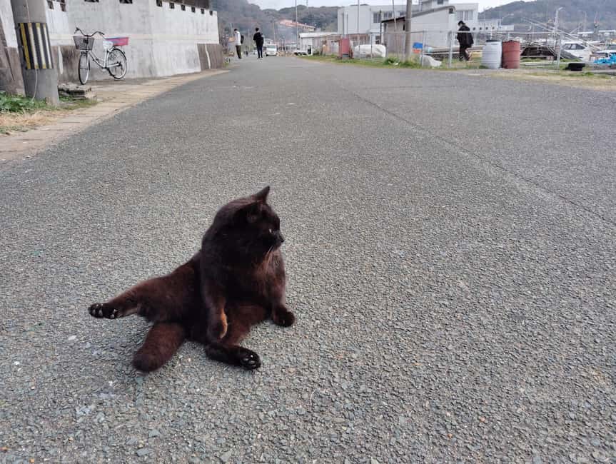 Fukuoka: Cat Island, Ainoshima Guided Tour with Ferry Ride - Booking and timing advice