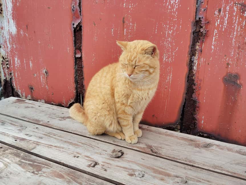 Fukuoka: Cat Island, Ainoshima Guided Tour with Ferry Ride - The 40-minute ride to Ainoshima