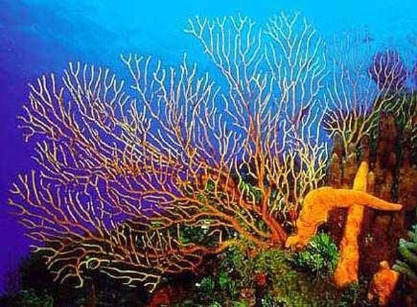 FunDiving in Cozumel - By Ferry - 2 Tanks in the wonderful Caribbean sea - Key things to know before booking