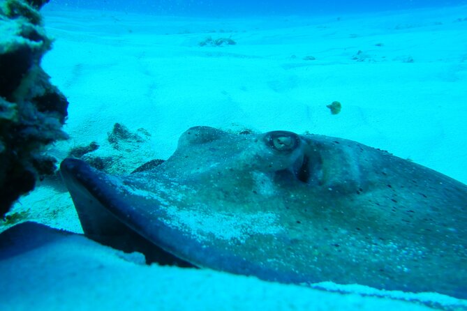 FunDiving in Cozumel - By Ferry - 2 Tanks in the wonderful Caribbean sea - Equipment, comfort, and what you pay extra for