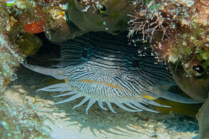 FunDiving in Cozumel - By Ferry - 2 Tanks in the wonderful Caribbean sea - Practical booking advice