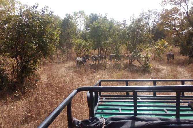 Gambia to Senegal Tour with Ferry Crossing and Safari Park - Key points to know before booking