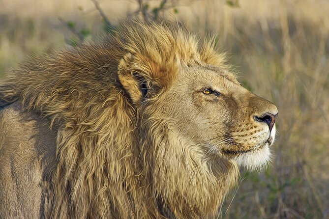 Gambia to Senegal Tour with Ferry Crossing and Safari Park - Why this Gambia to Senegal day trip works