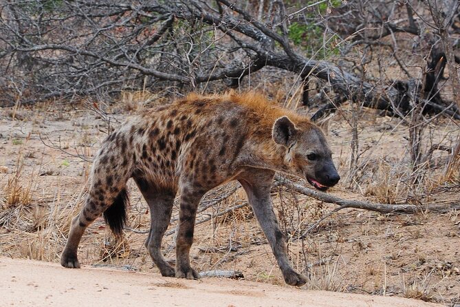 Gambia to Senegal Tour with Ferry Crossing and Safari Park - Crossing at Amdallai into Senegal