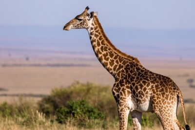 Gambia to Senegal Tour with Ferry Crossing and Safari Park